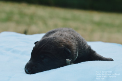 CHIOT 9