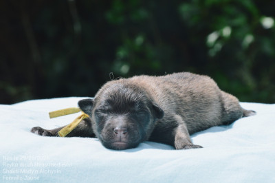 CHIOT 6