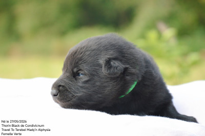 CHIOT 1