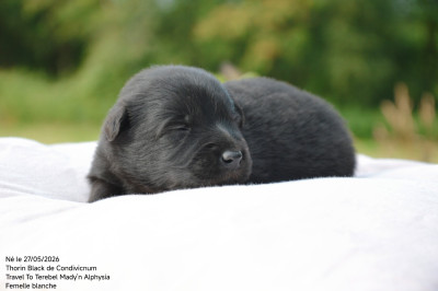 CHIOT 2