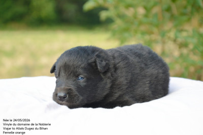 Chiot N°7