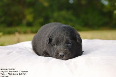 Chiot N°1