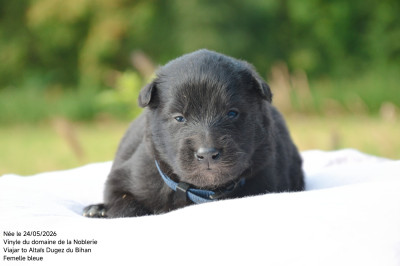 Chiot N°2