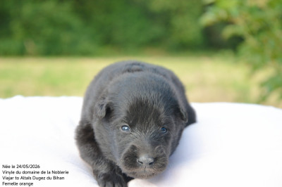 Chiot N°3