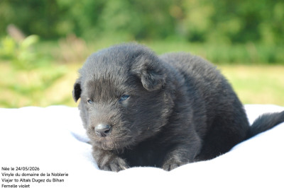 Chiot N°4