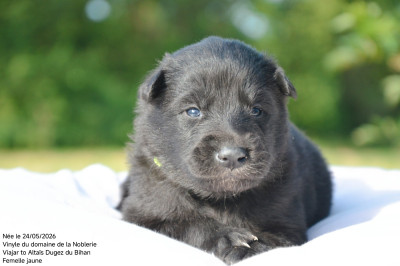 Chiot N°5