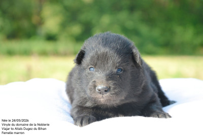 Chiot N°6