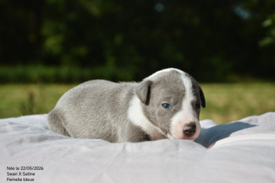 Chiot N°7