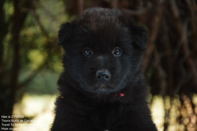 CHIOT 3
