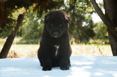 CHIOT 4