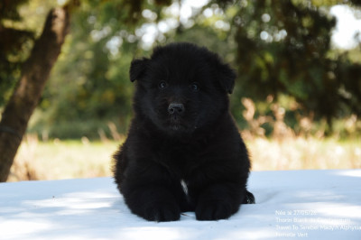 Chiot N°2