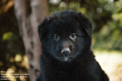 Chiot N°3