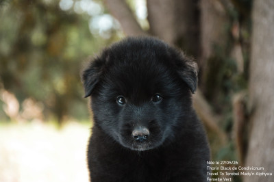 Chiot N°7
