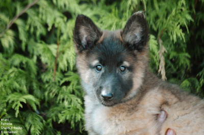 Bailey - collier rouge