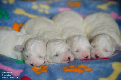 Chiot N°3