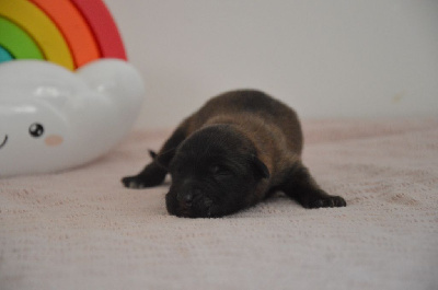 CHIOT 2