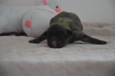 CHIOT 5