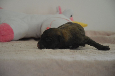 CHIOT 6