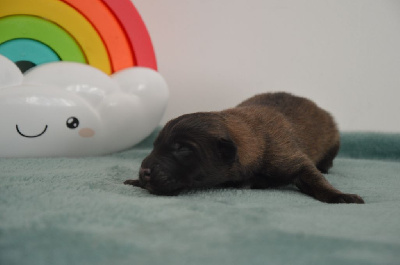 CHIOT 1