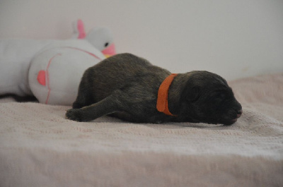 CHIOT 4