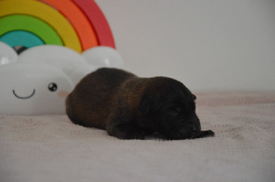CHIOT 3