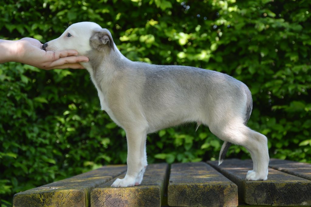 Mady'n Alphysia - Chiots disponibles - Whippet