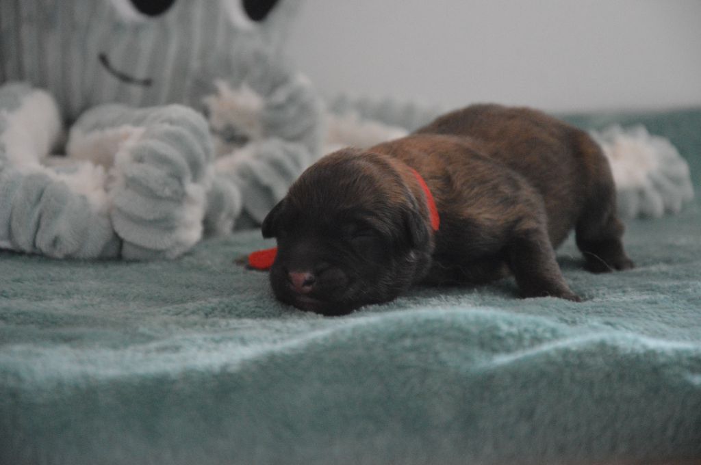 Mady'n Alphysia - Chiots disponibles - Berger Belge