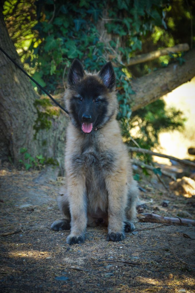 Mady'n Alphysia - Chiots disponibles - Berger Belge