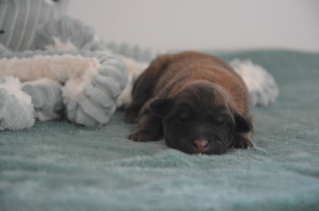 Mady'n Alphysia - Chiots disponibles - Berger Belge