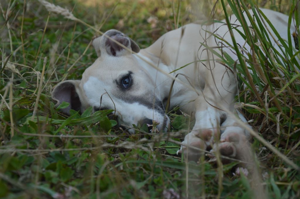 Mady'n Alphysia - Chiots disponibles - Whippet